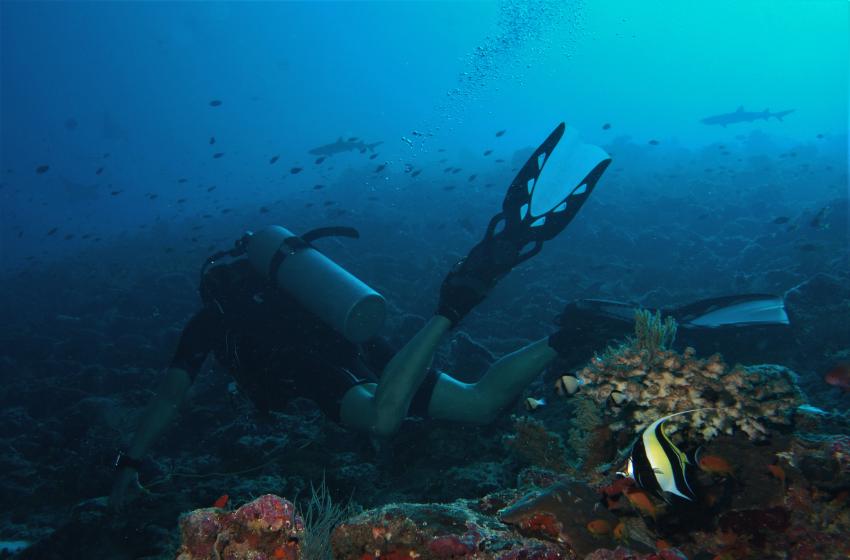 MY Sheena, Diving Centers Werner Lau, südliche Atolle, Malediven