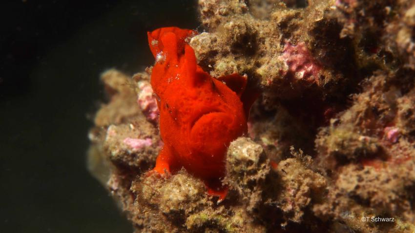 Muck Dive am Paradise Jetty, Nord Sulawesi Festland,Paradise Jetty,Indonesien,Anglerfisch,Frogfisch