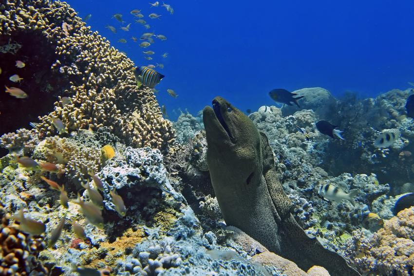 Hausriff Selayar Dive Resort, Selayar - Dive -Resort,Indonesien