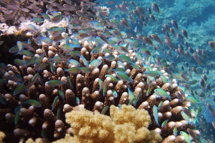 Big Blue Mashraba, Dahab, Ägypten, Sinai-Nord ab Dahab