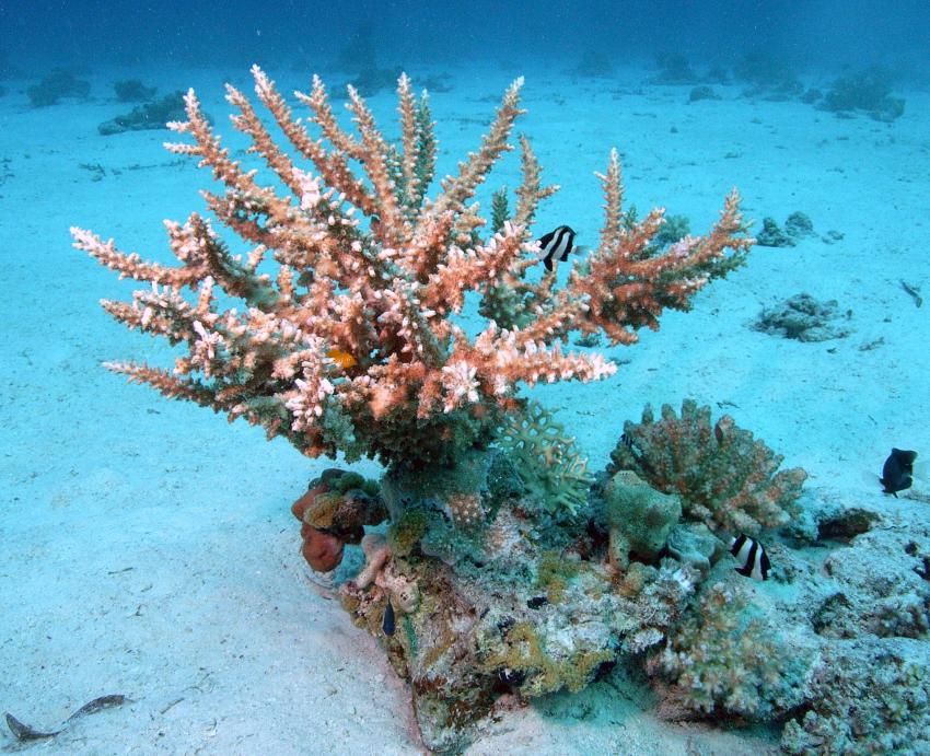 Safaga 01/2011 Teil 4, Safaga - allgemein,Ägypten