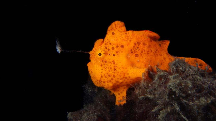 Frogfishmania Part 3, Lembeh Strait,Nord Sulawesi,Indonesien,Anglerfisch,Frogfisch