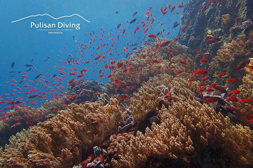 Pulisan Diving, Reef, NS Cap , Indonesia, Happy Dugong Dive Center im Pulisan Beach Resort, Indonesien, Sulawesi