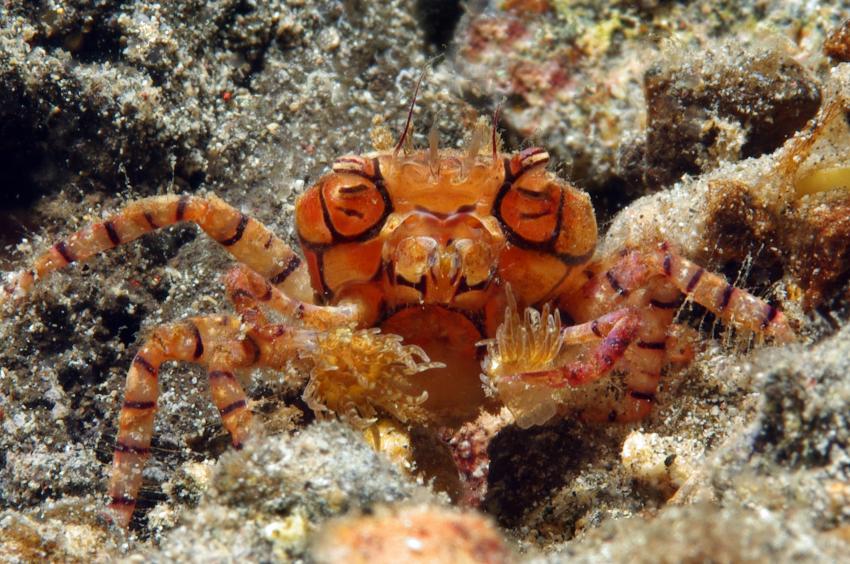 Diverse Tauchplätze. Unterkunft/Tauchschule Bastianos Resort, Lembeh, Lembeh Strait,Nord Sulawesi,Indonesien,Boxer-Krabbe