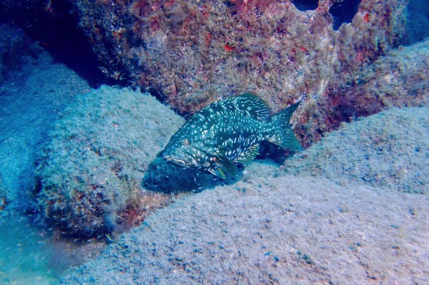 Zackenbarsch, Zeus Dive Center, Playa del Ingles, Gran Canaria, Spanien, Kanaren (Kanarische Inseln)