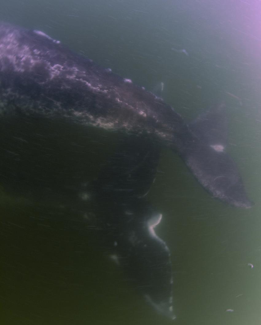 Grauwale, Magdalena Bay,Mexiko