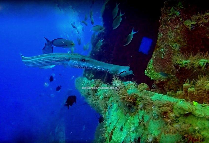 Trompetenfisch, GO DIVE Bayahibe, Dominikanische Republik