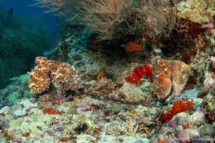 Riff Oktopusse (Octopus cyanea) bei der Paarung, Omadhoo; Ari Atoll Divers, Ari Atoll Divers, Malediven Riff Oktopusse (Octopus cyanea) bei der Paarung, Omadhoo; Ari Atoll Divers, Ari Atoll Divers, Malediven