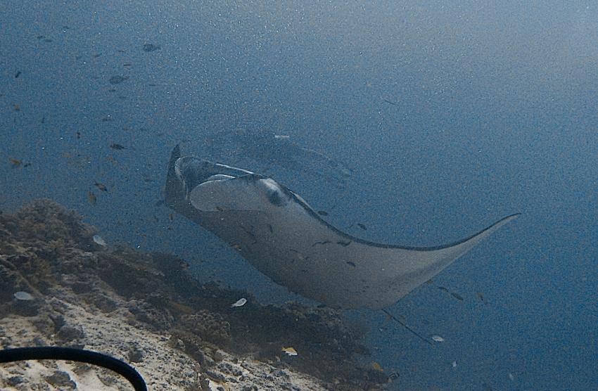 DivePoint Meedhupparu, Malediven