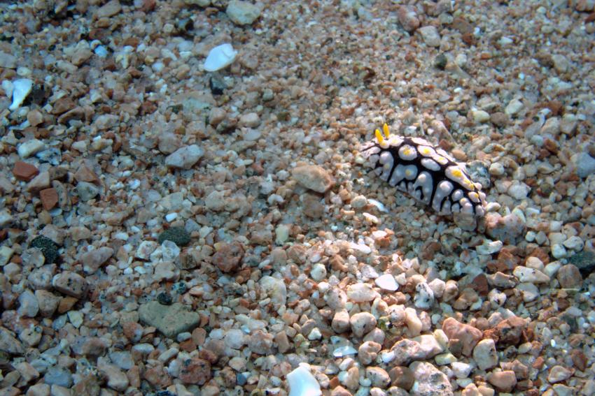Big Blue Mashraba, Dahab, Ägypten, Sinai-Nord ab Dahab