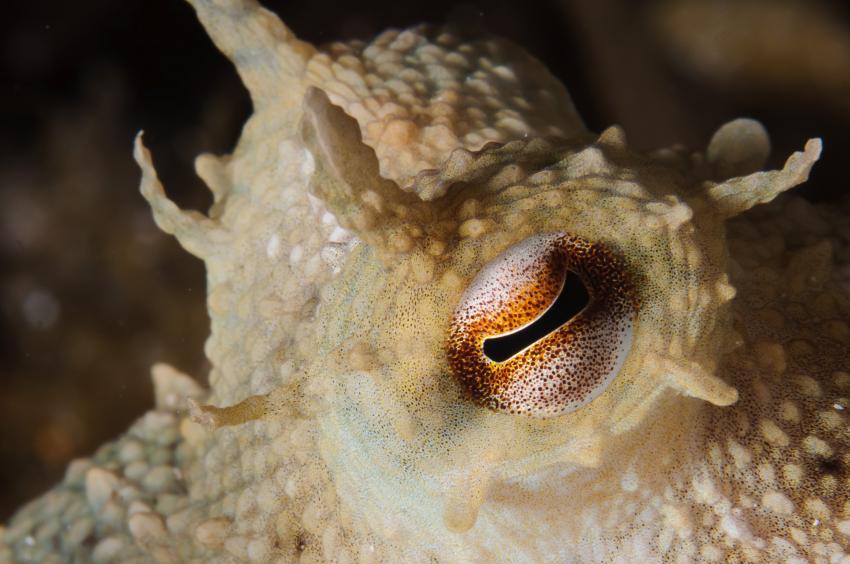Korsika - MS Galiote, Korsika,Frankreich,Gemeiner Oktopus - Octopus vulgaris,Auge