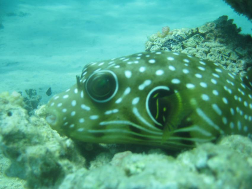 Extra Divers - Equinox, Marsa Alam, Ägypten, Marsa Alam und südlich