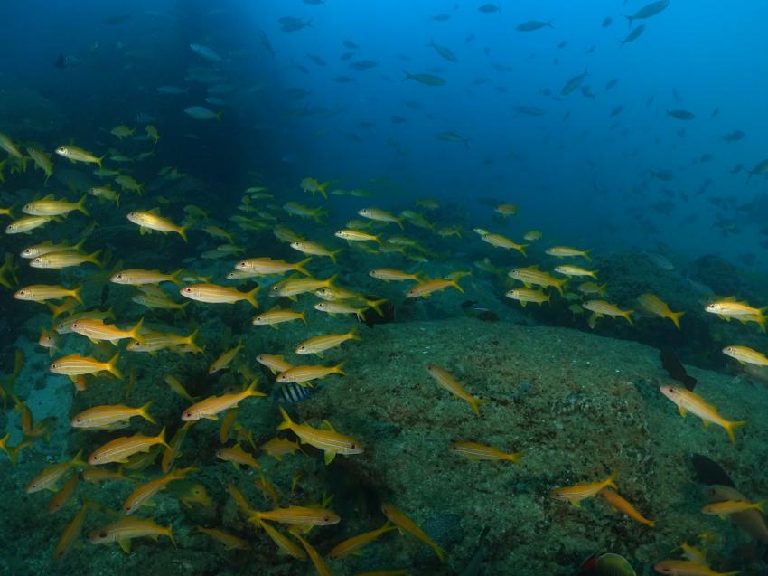 Fischschwarm, Fischschwarm, M/Y Oman Explorer (ex Saman Explorer) - Extra Divers, Oman