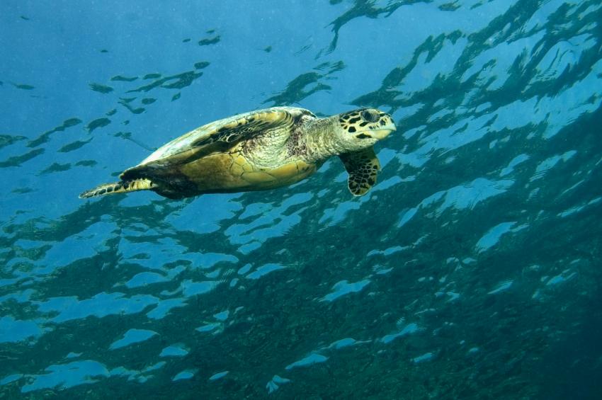 Lhaviyani Atoll Komandoo, Lhaviyani Atoll Komandoo,Malediven,Turtle,Schildkröte