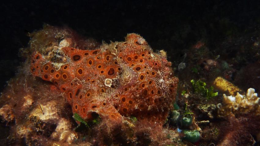 Frogfishmania Part 3, Lembeh Strait,Nord Sulawesi,Indonesien,Anglerfisch,Frogfisch