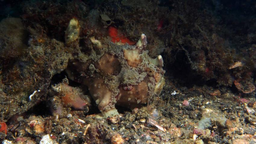 Frogfishmania - never stops at Lembeh, Lembeh Strait,Nord Sulawesi,Indonesien