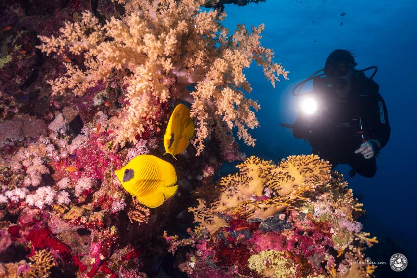 Tauchen mit diving.DE Abu Dabab, diving.DE Flamenco, Ägypten, El Quseir bis Port Ghalib