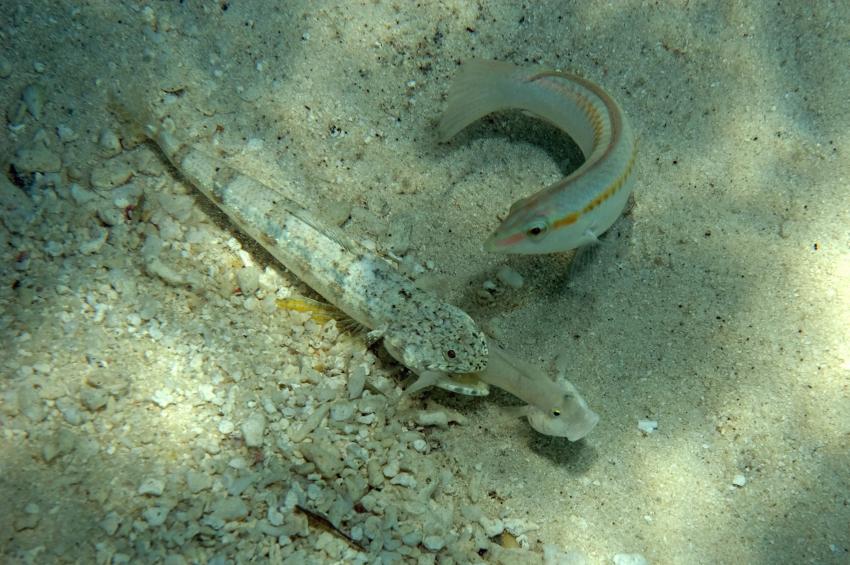 Lhaviyani Atoll Komandoo, Lhaviyani Atoll Komandoo,Malediven