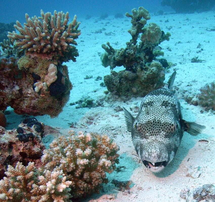 Safaga 01/2011 Teil 4, Safaga - allgemein,Ägypten