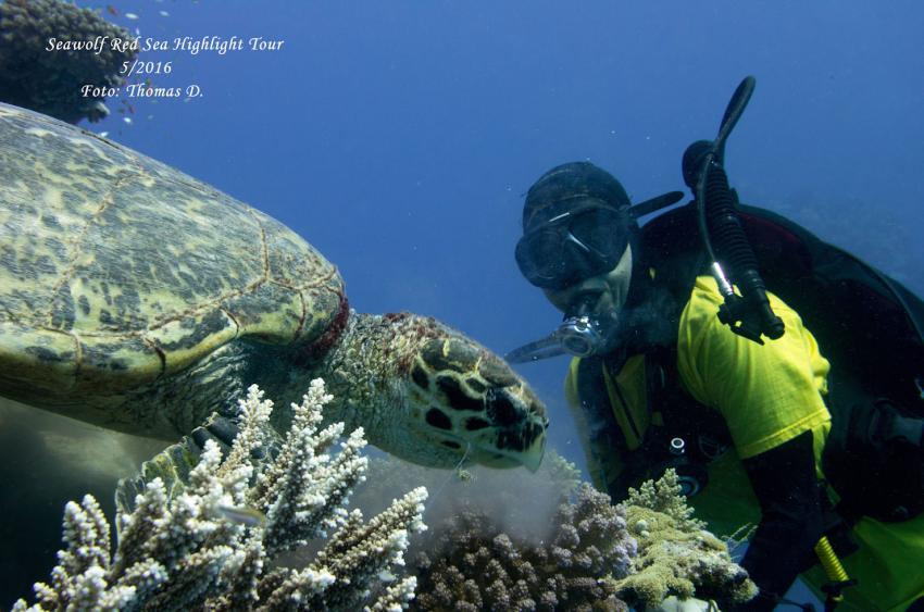 Schildkröten, Seawolf Diving Safari Felo Highlight Tour, M/Y Seawolf Felo, Ägypten