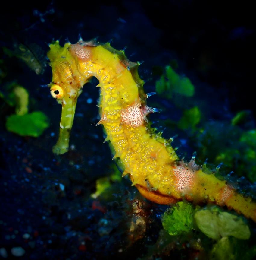 No Fear Diving, Amed, Indonesien, Bali