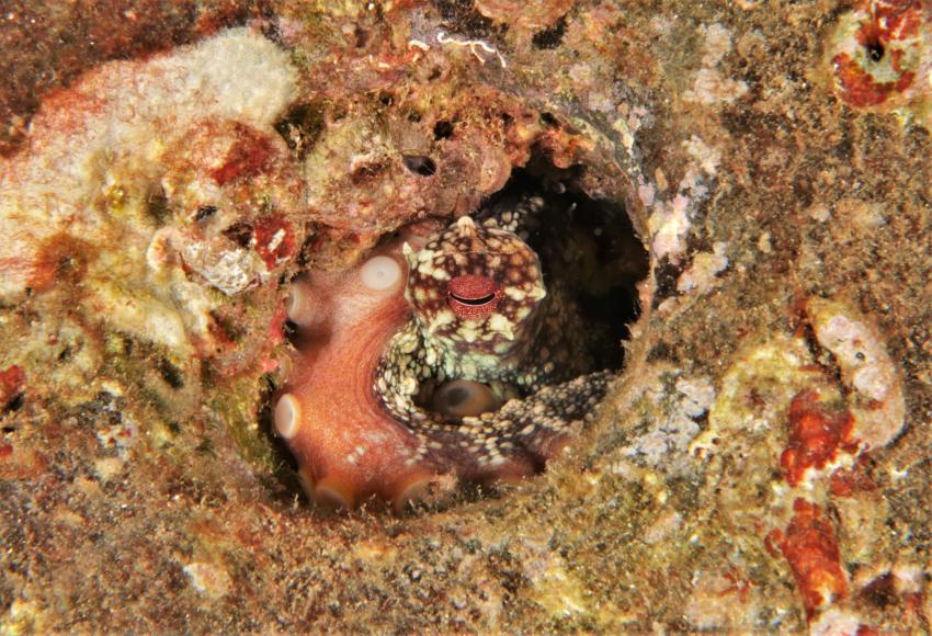 Octopus , Anemone Garden / ATALAIA Hausriff, Atalaia Diving Center Madeira, Canico de Baixo, Portugal, Madeira