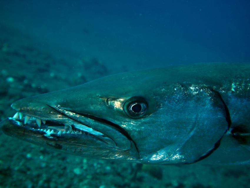 Bali allgemein, Bali,Indonesien,Barakuda,Kopf,Zähne,Porträt