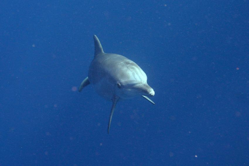 Delfin schaut in Kamera