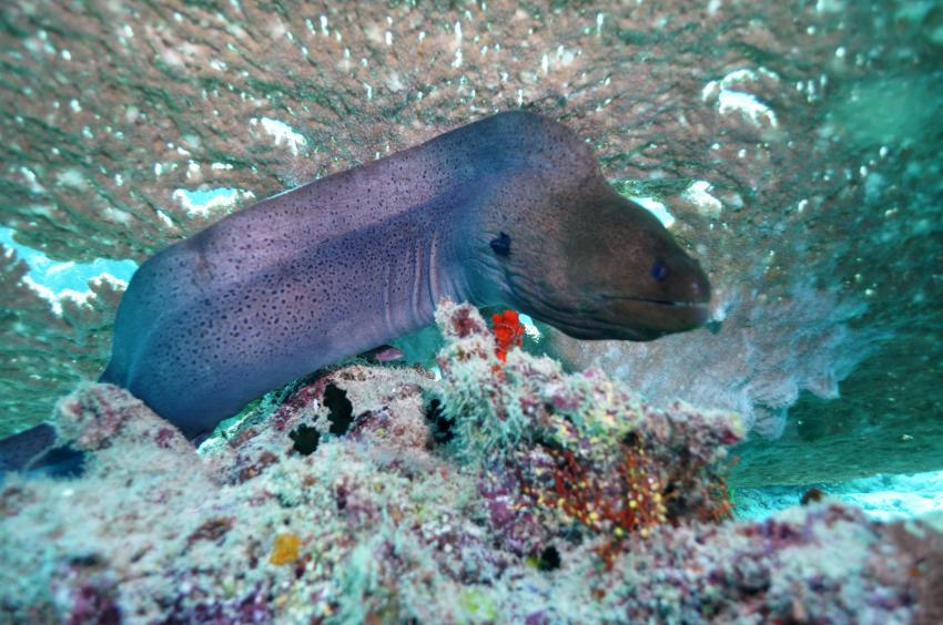 Nika Island Dive Dreams, Ari Atoll,Malediven