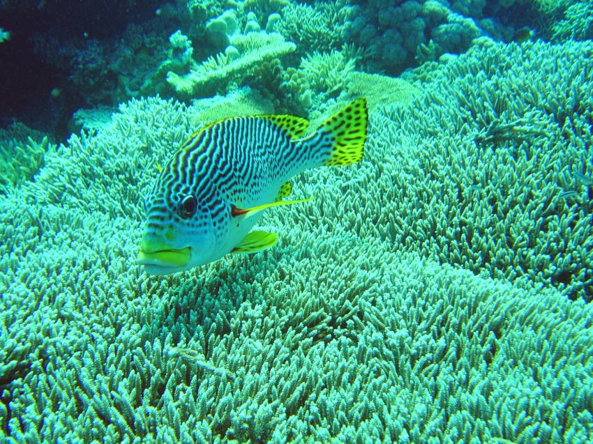 Great Barrier Reef / Coral Sea, Great Barrier Reef / Coral Sea,Australien
