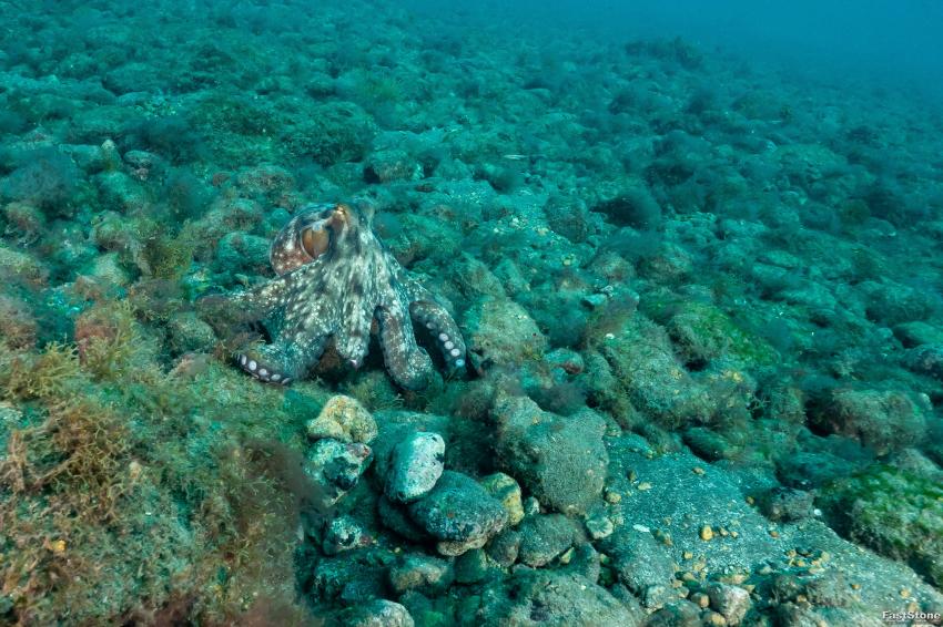 Oktopus, Zeus Dive Center, Playa del Ingles, Gran Canaria, Spanien, Kanaren (Kanarische Inseln)