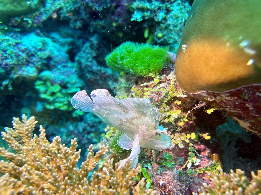 Schaukelfisch, DivePoint Rannalhi, Malediven
