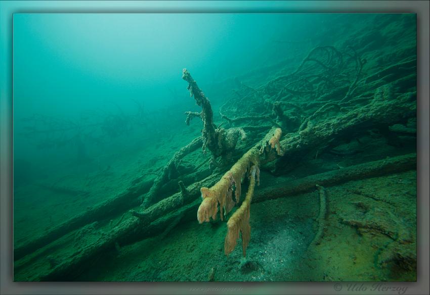 Blindsee - Steilwand, Bäume, Fische, Taucher, Blindsee,Lermoos,Österreich