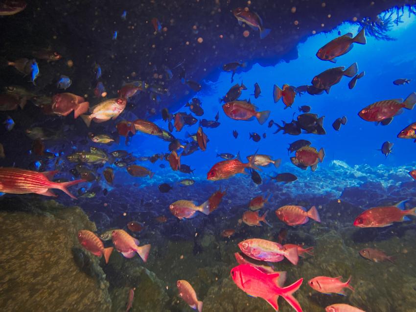 Fischschwarm , Sub-Tropic Adventures, Jamestown - St.Helena, St. Helena, Ascension und Tristan da Cunha