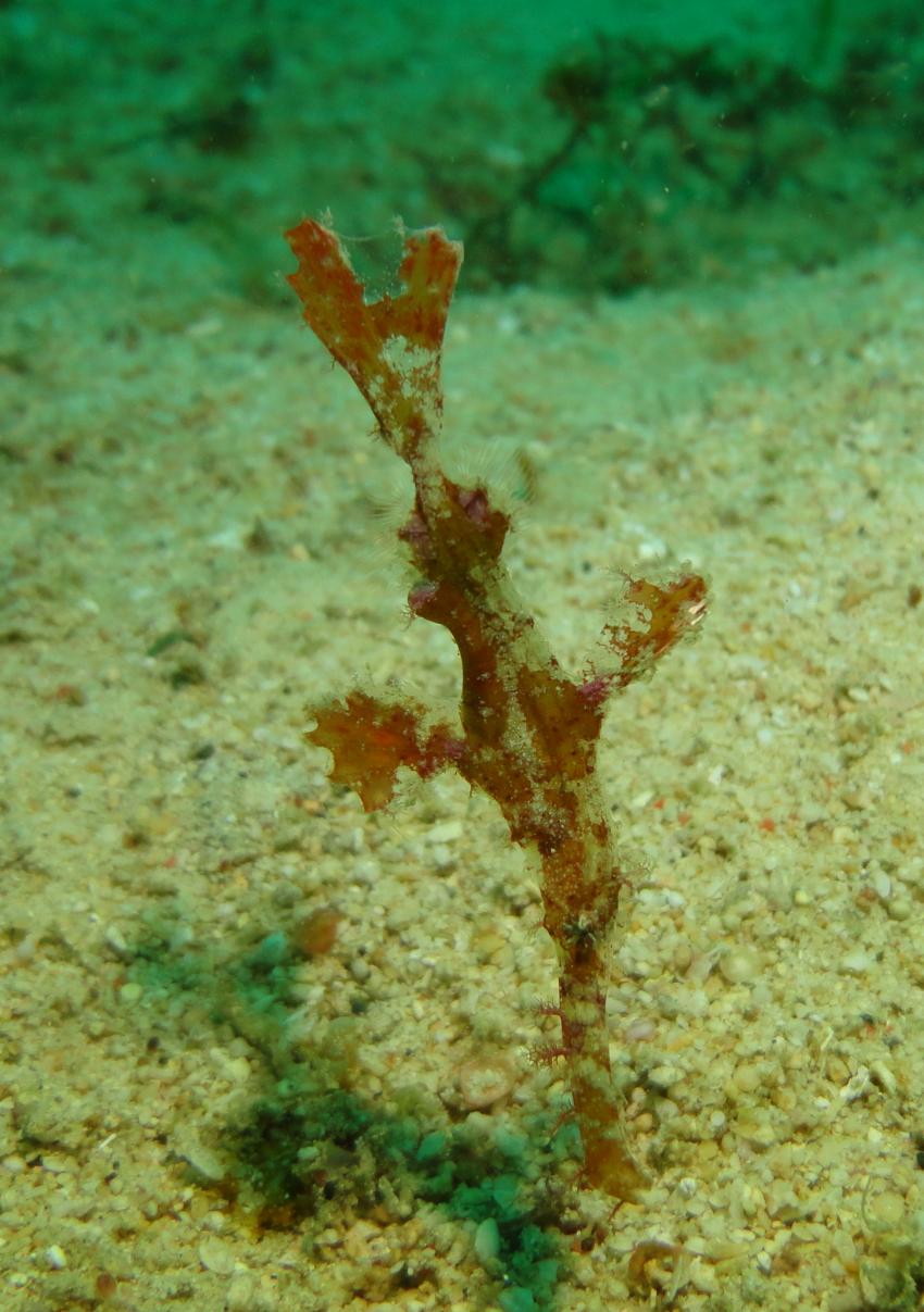 Bei den Cocktail Divers im Garden of Eden, Mindoro,Philippinen