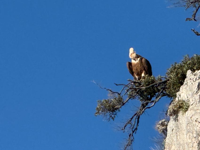 Diving Center Styria Guenis - DIE Tauchbasis auf der Insel Krk, Kroatien