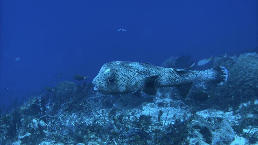 Cozumel Dive School, Mexiko