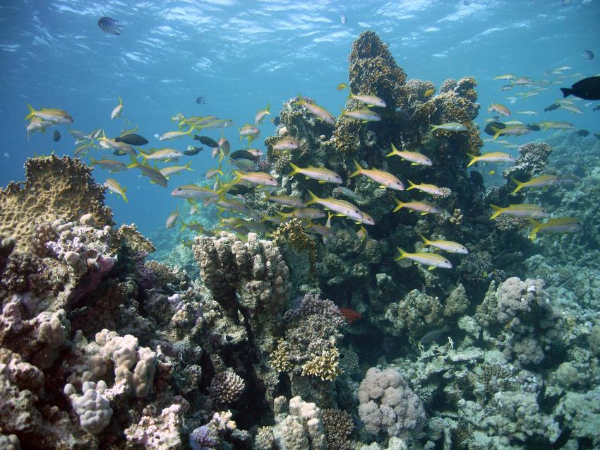 Safaga 01/2011 Teil 2, Safaga - allgemein,Ägypten