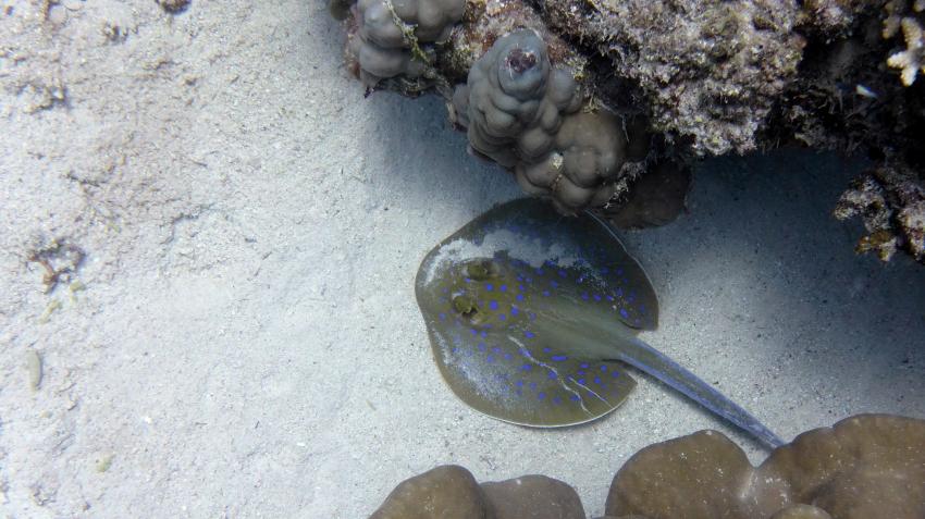 M/Y Independence II, Ägypten