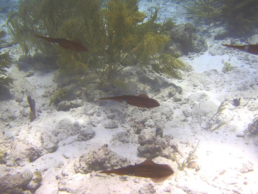 Sepia, Tropical Divers Bonaire, Niederländische Antillen, Bonaire