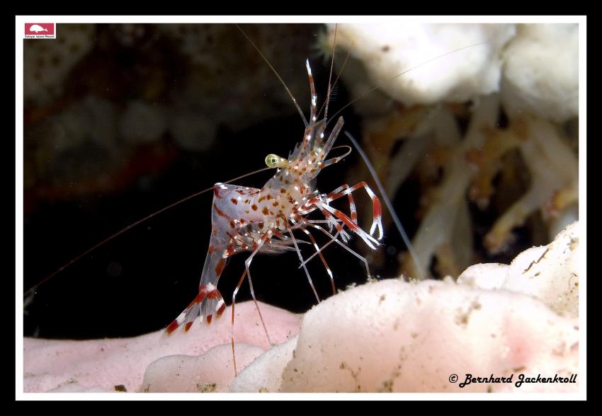 Bilder aus Selayar, Sued Sulawesi,Selayar,Indonesien,Garnele