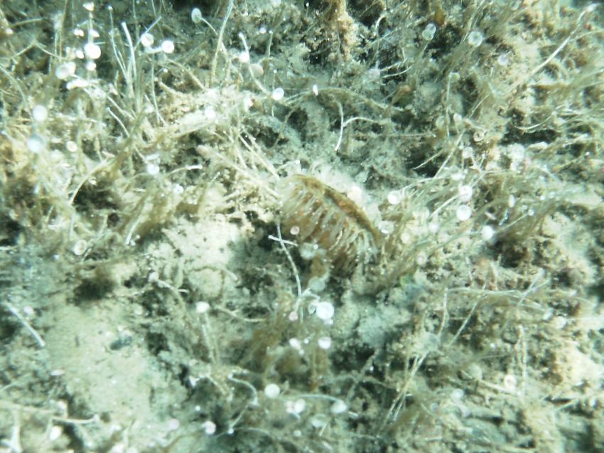 Halkidiki - Athos, Halkidiki - Athos,Griechenland