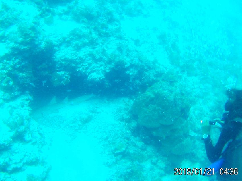 Schlafender Hai, Oiyaa Diving (ex Aeolus Diving), Fihalhohi, Malediven