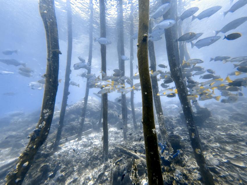 Raja Ampat Dive Lodge  - RADL, Indonesien