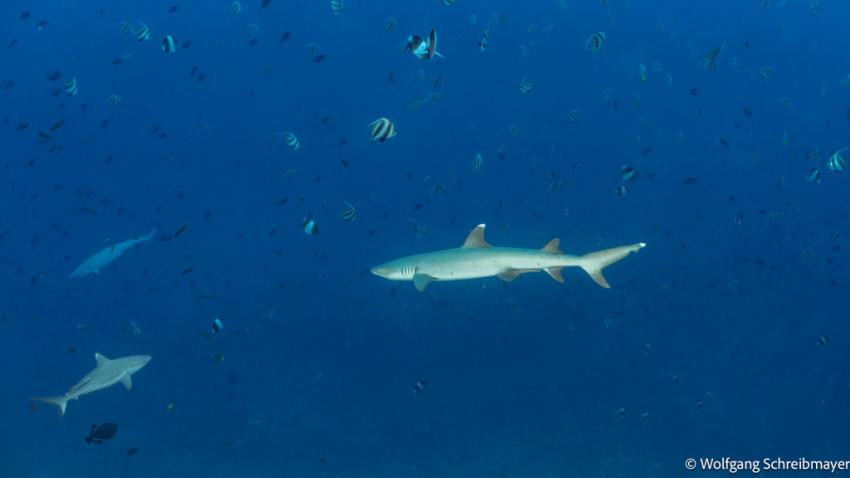 Weisspitzenriffhaie (Triaenodon obesus) und Grauer Riffhai (Carcharhinus amblyrhynchos)