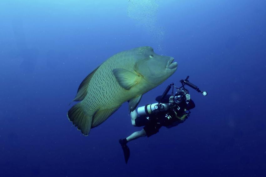 Elphinstone, Blue Ocean, Elphinstone, Napoleon, Blue Ocean Diving Center, Abu Dabbab, Ägypten, Marsa Alam und südlich