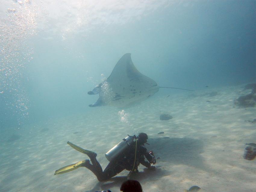 Manta im Vorbeiflug, Manta Rochen Ray, Lagona Divers - Komodo, Indonesien, Allgemein