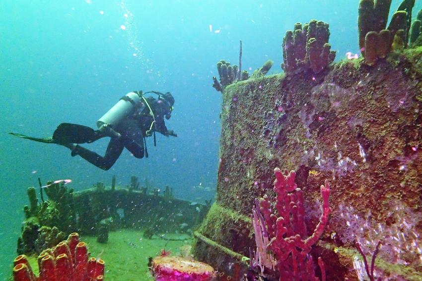 Das Round Table Wreck ist schön bewachsen, Wrack, Round Table Wreck, Karibik, Extra Divers, Speyside, Tobago, Trinidad und Tobago