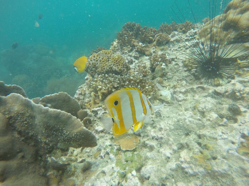Kupferstreifen-Pinzettfisch, Thailand, Fisch, Koh Samui, März 2016, Samui Asia Divers, Koh Samui, Golf von Thailand