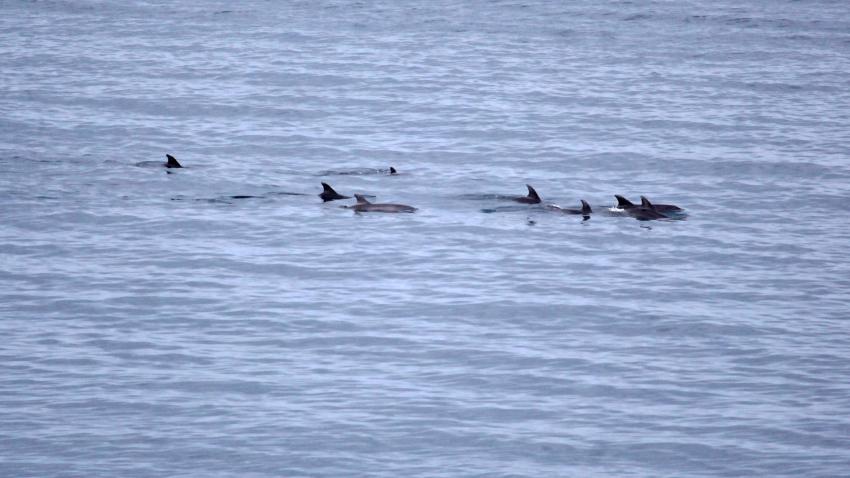 Delfine vor dem Resort, Delfine vor dem Resort, Kawayan Holiday Resort Dive Center, Siquijor, Philippinen